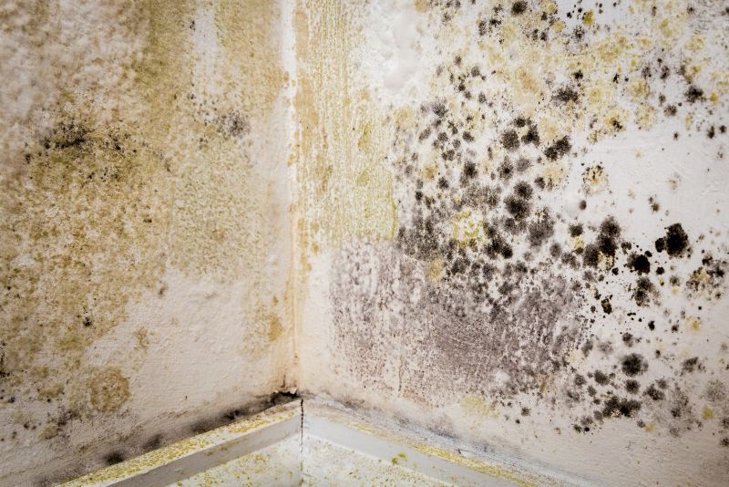 black and brown mould on wall